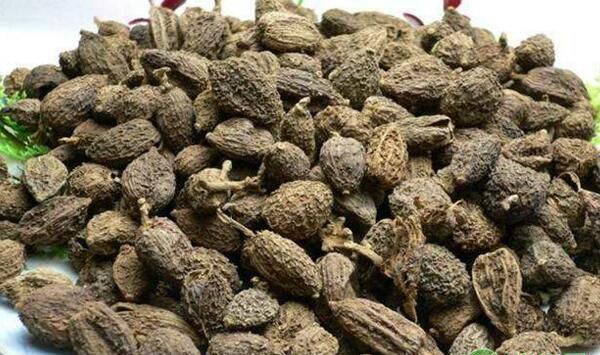 砂仁如何种植？有哪些品种？