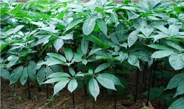 田七种植管理技术要点