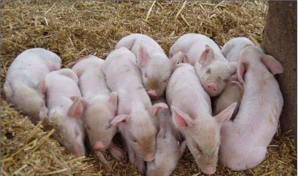 猪圆环病毒病预防方法