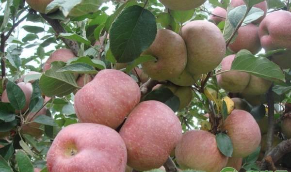 苹果树的整形修剪原则介绍