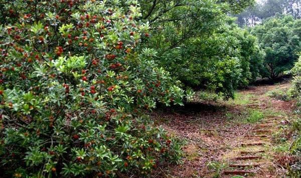 立夏后的果树日常管理技巧