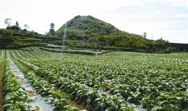 烤烟种植注意事项