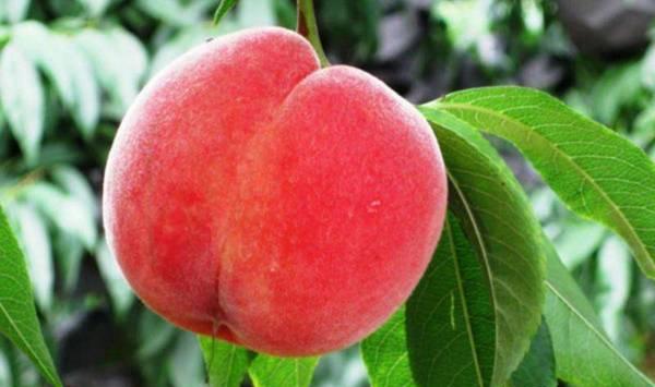 种植水蜜桃想要高产？这几个技巧必定要掌握！