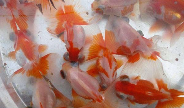 金鱼养殖注意事项