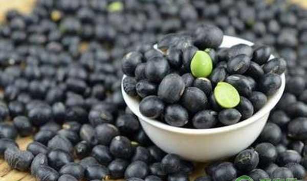 种植黑豆这样施肥，想不高产都难！