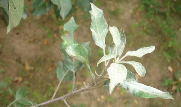 苹果白粉病防治方法