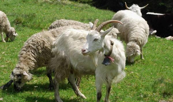 夏季养羊注意事项