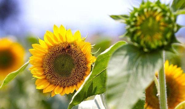  不想向日葵太多空壳？这几大降低向日葵空壳率要点快收藏！