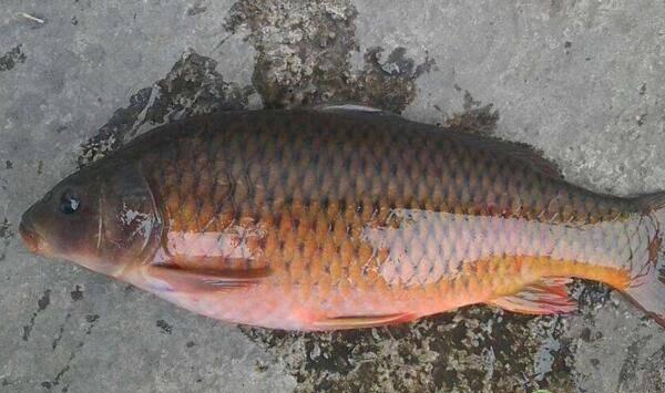 想要鲤鱼养得好，这七大要点需记牢！