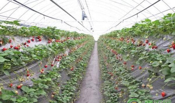 种植草莓花期是否要施肥？草莓施肥的七大注意事项