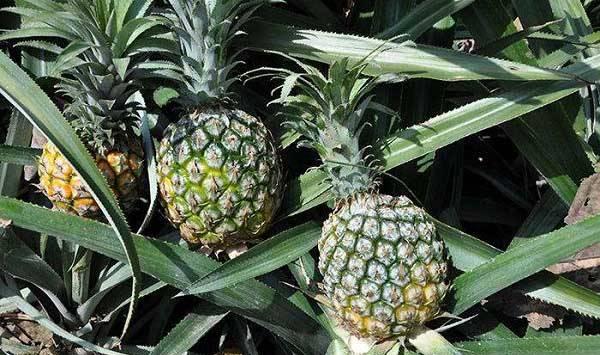 菠萝采收期的注意事项