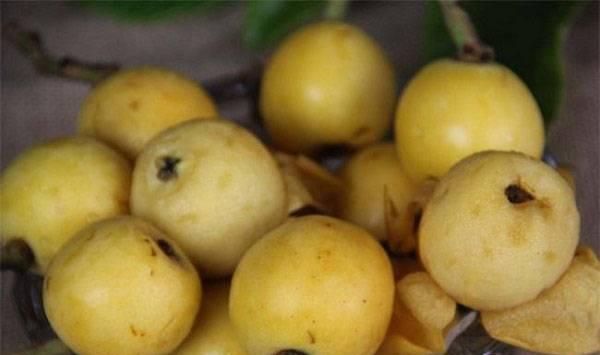 枇杷果品质下降的原因