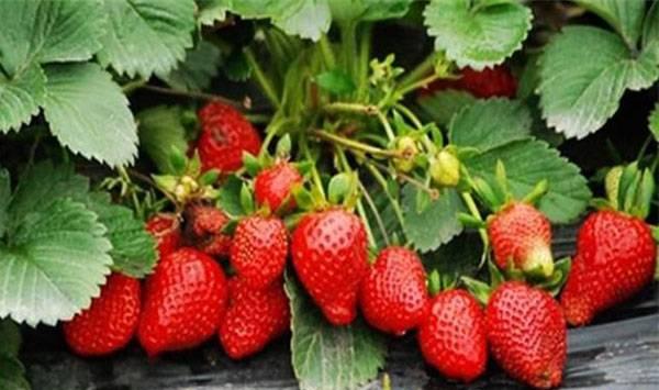种植草莓花期是否要施肥？草莓施肥的七大注意事项