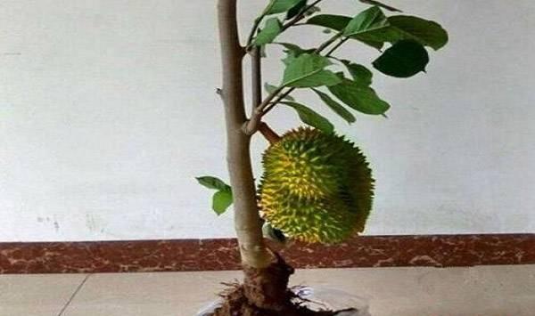 榴莲籽盆栽种植方法