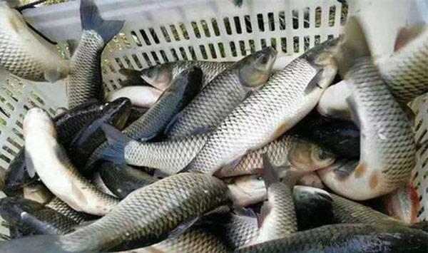 草鱼高效养殖技术要点