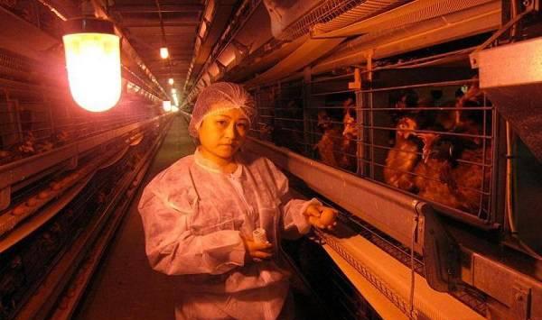 蛋鸡饲养补光的原因