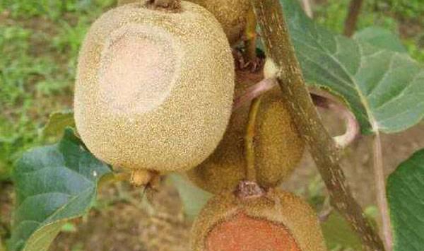 猕猴桃日灼病发病原因