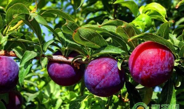 黑布林的种植时间