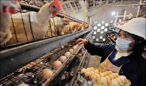 蛋鸡饲养补光的事宜