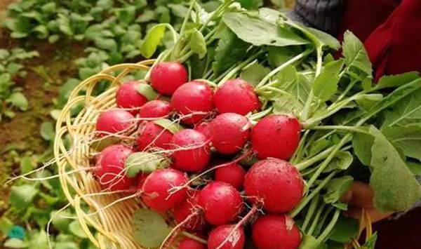 樱桃萝卜的播种时间和种植方法