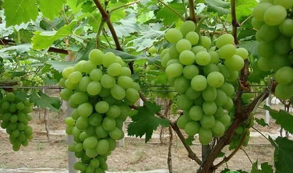 立夏后的果树日常管理技巧