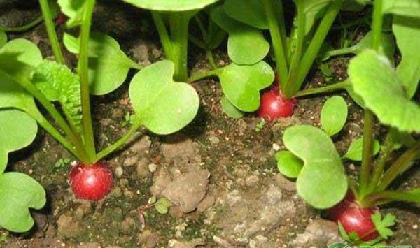 樱桃萝卜的播种时间和种植方法