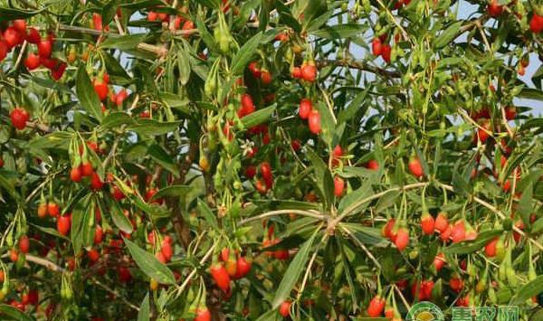 枸杞可以在北方种植吗？夏季枸杞田间管理要点
