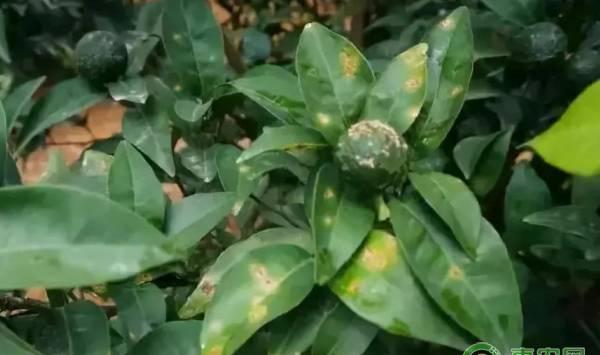 赣南脐橙溃疡病的症状、规律及防治措施