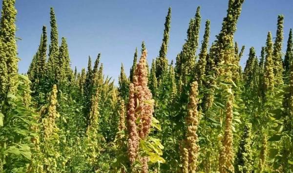 藜麦种植管理技术要点