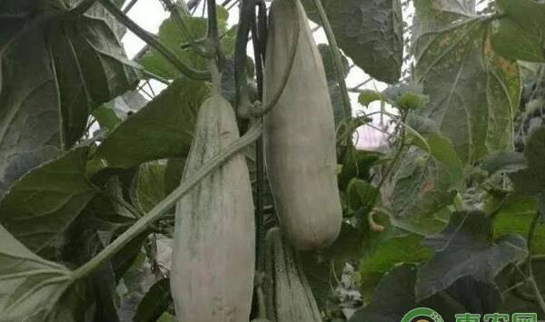 羊角蜜种植时间和种植方法
