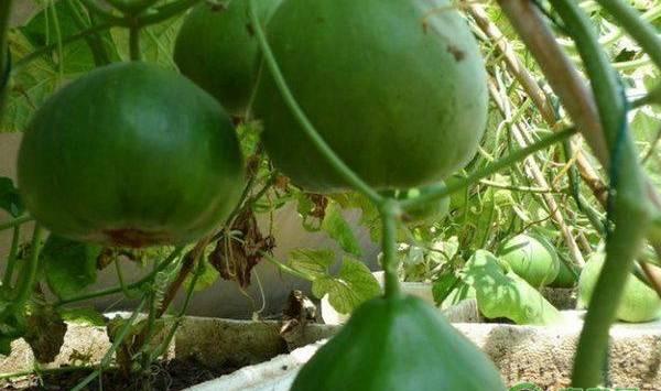 家庭甜瓜的种植方法及养护要点