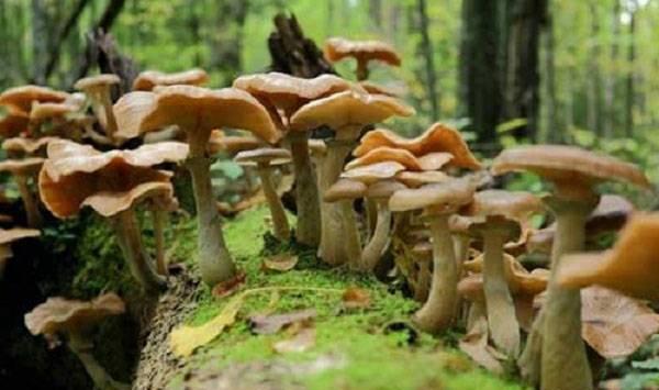 草菇莳植过程