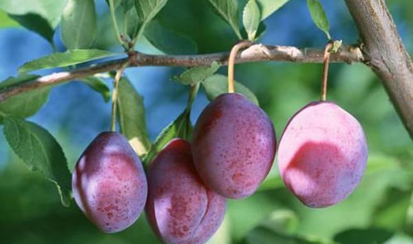乌梅的高产种植管理技巧