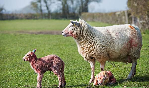 羊难产的症状、助产方法及预防措施