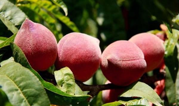 种植水蜜桃想要高产？这几个技巧必定要掌握！