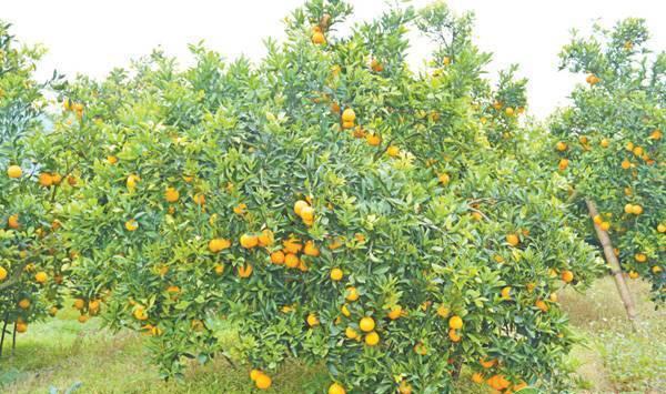 脐橙无公害种植技术要点