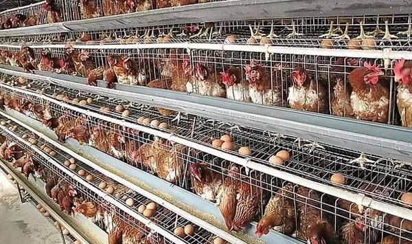 蛋鸡的科学合理淘汰方法