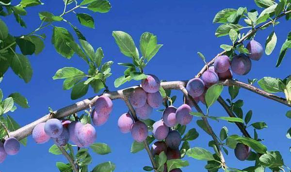 乌梅的高产种植管理技巧