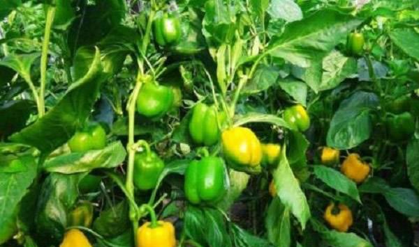 夏季提高甜椒坐果率的技巧