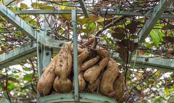 红薯的无土栽培技术详解