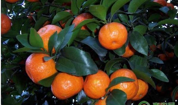 种桔子树怎么施肥？施什么肥料比较好？