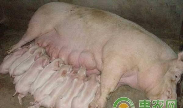 母猪产崽的助产方法及注意事项