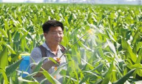 玉米控旺剂的施用事宜