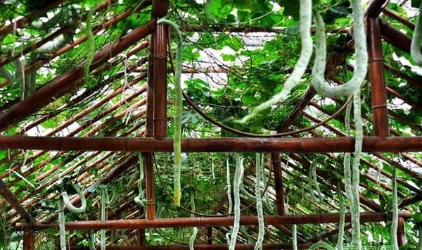 蛇瓜种植管理方法要点