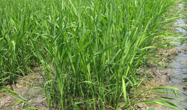茭白反季节种植技术及日常管理要点