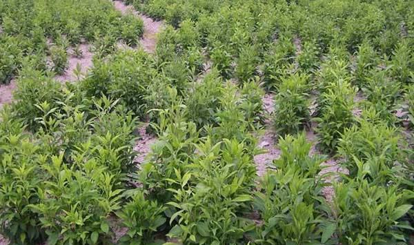 苍术病虫害防治药剂