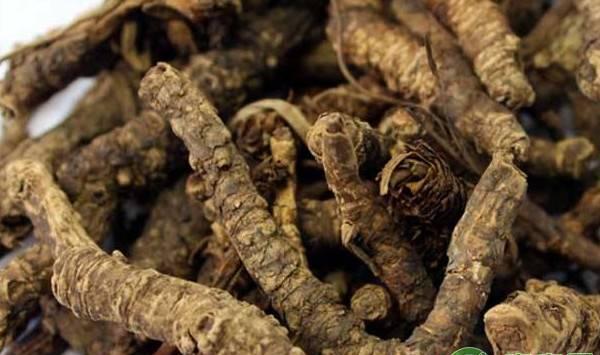 黄连的种植技术及管理要点