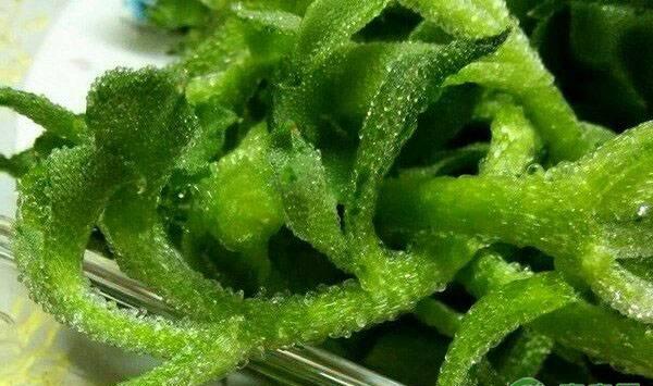盆栽冰菜的种植步骤及注意事项