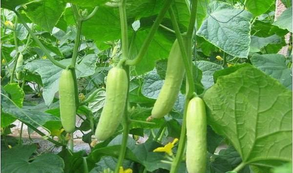 水果黄瓜越夏栽培技术要点