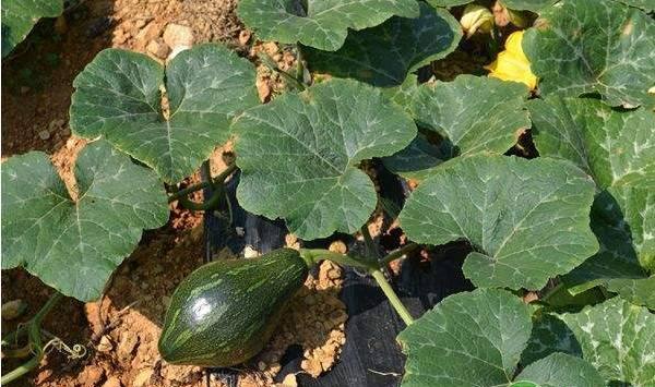 南瓜落花落果主要是哪些原因？有什么预防措施？